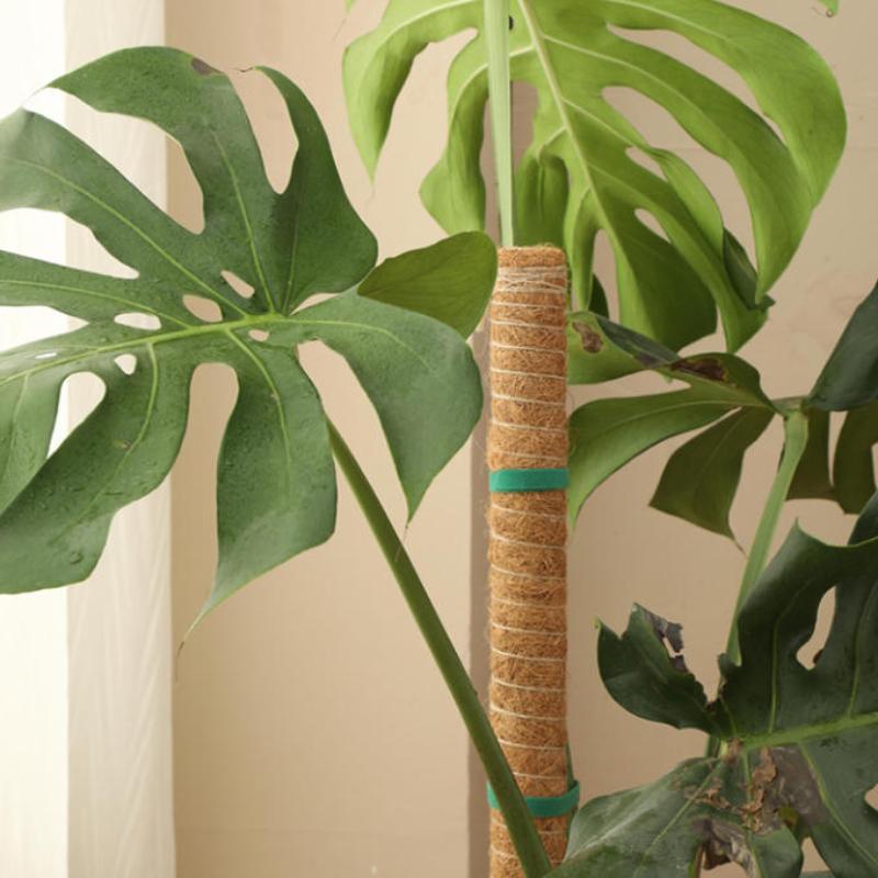 1 個植物成長牽引ロッド植物登攀固定ブラケットサポート用つる - Vine Climbing Plastic のレビューと価格
