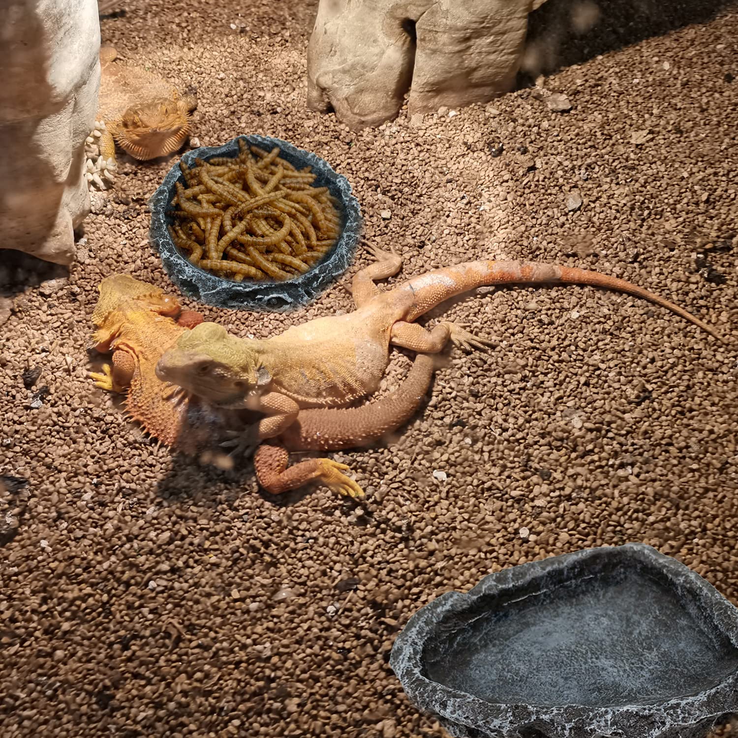 1/2パック爬虫類用餌入れコーナーボウル、爬虫類用給水器フー - Water Dish Reptile のレビューと価格