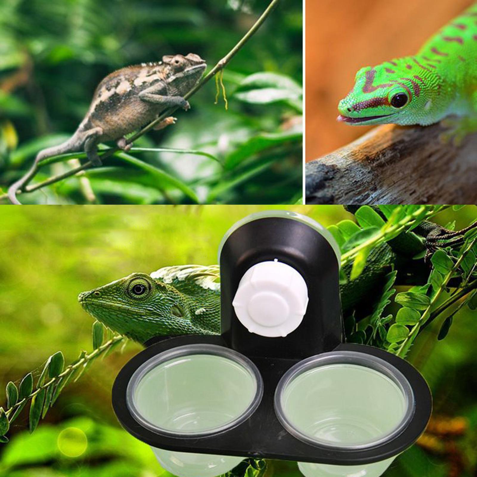 ヤモリ用フードディッシュ、ヤモリ用ウォーターディッシュディス - Water Dish Reptile のレビューと価格