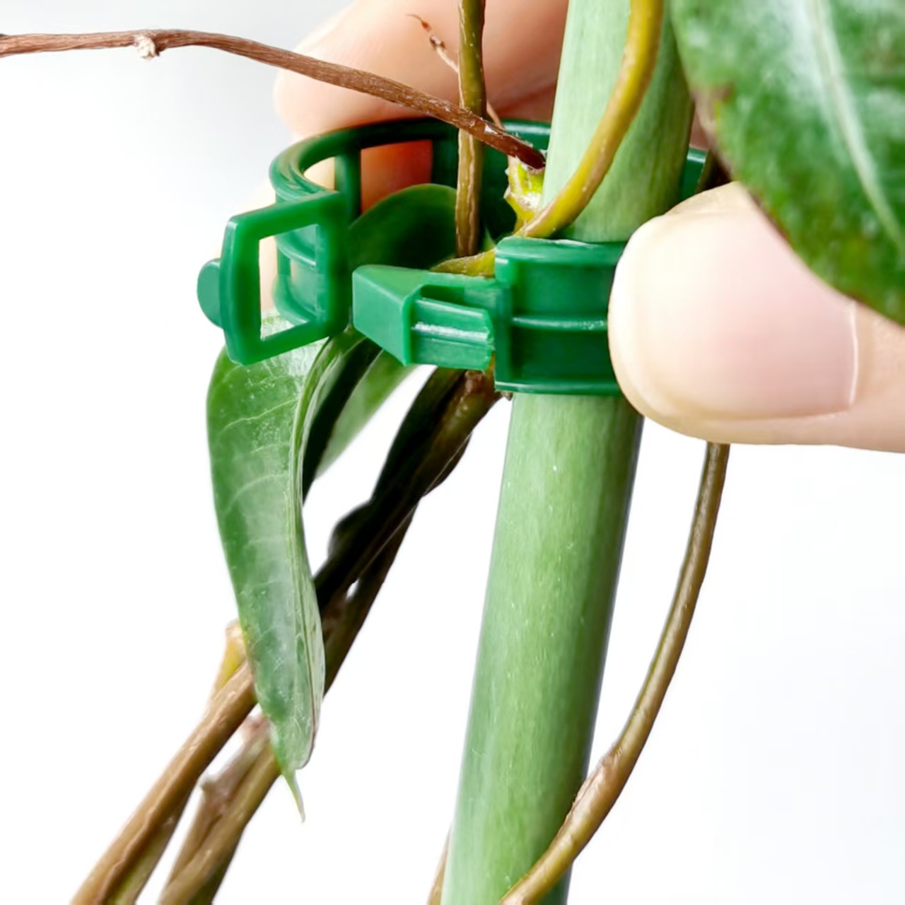 プラスチック製植物固定クリップ、植物固定用プラスチッククリッ - Vine Climbing Plastic のレビューと価格