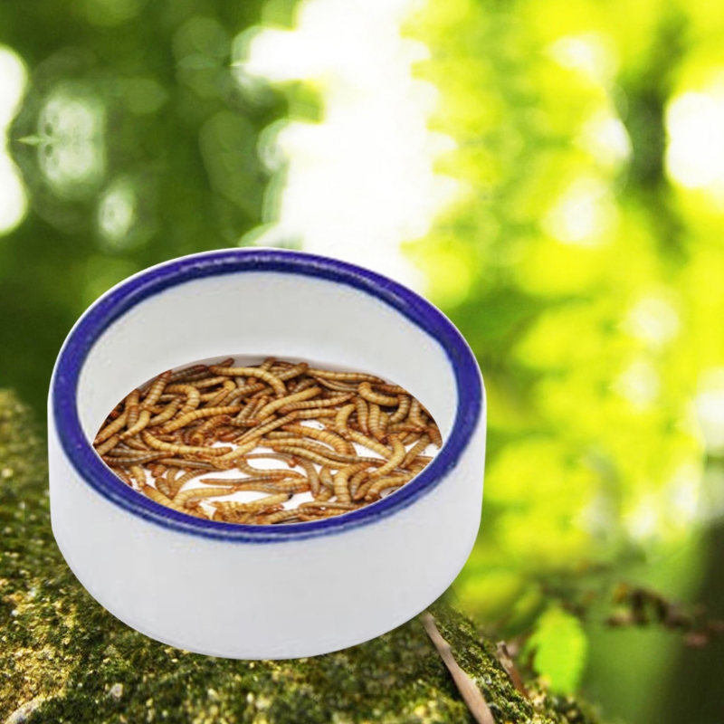 爬虫類ボウルクモ水皿ラウンドフードボウルセラミックエスケープ - Water Dish Reptile のレビューと価格
